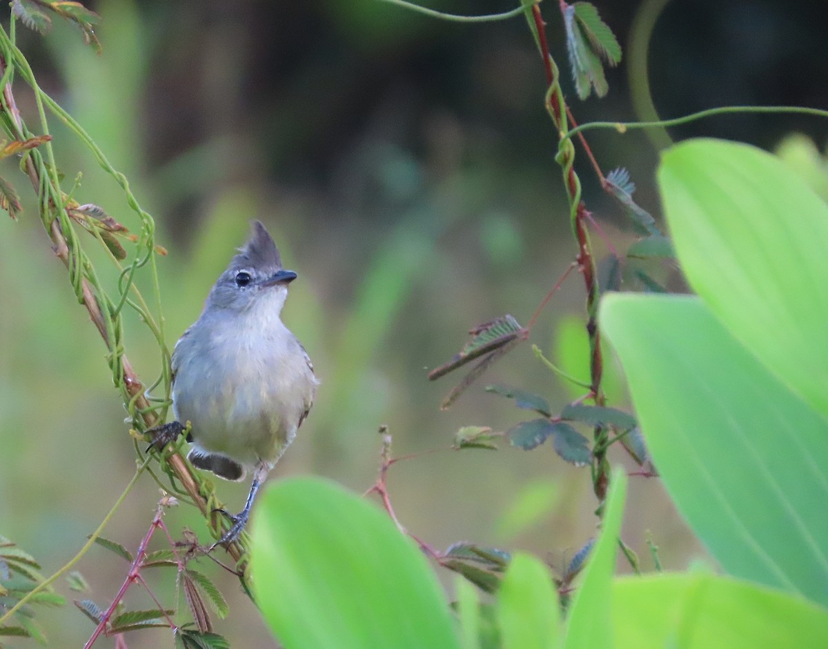 Plain-crested Elaenia - ML640855969