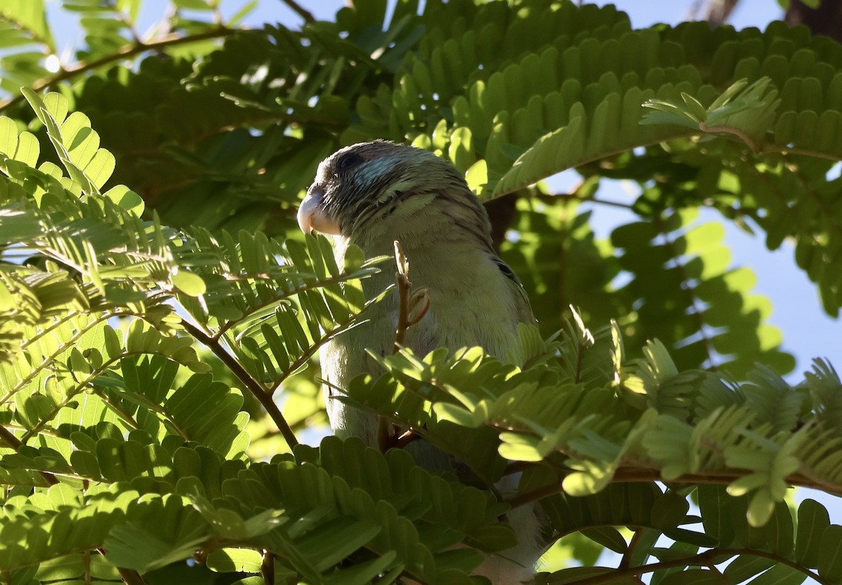 ヒスイインコ - ML640856007
