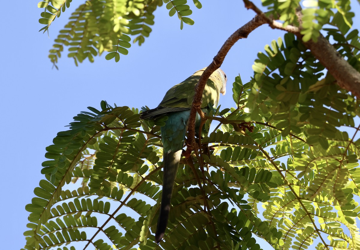 ヒスイインコ - ML640856008