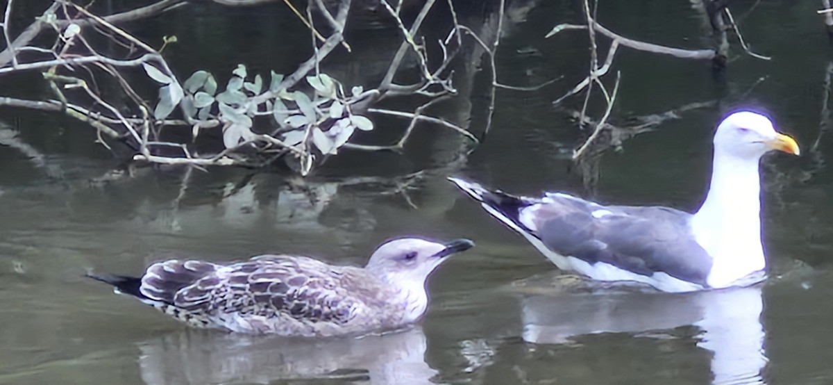 Yellow-legged Gull - ML640856015