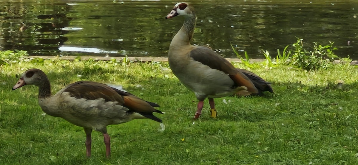 Egyptian Goose - ML640856023