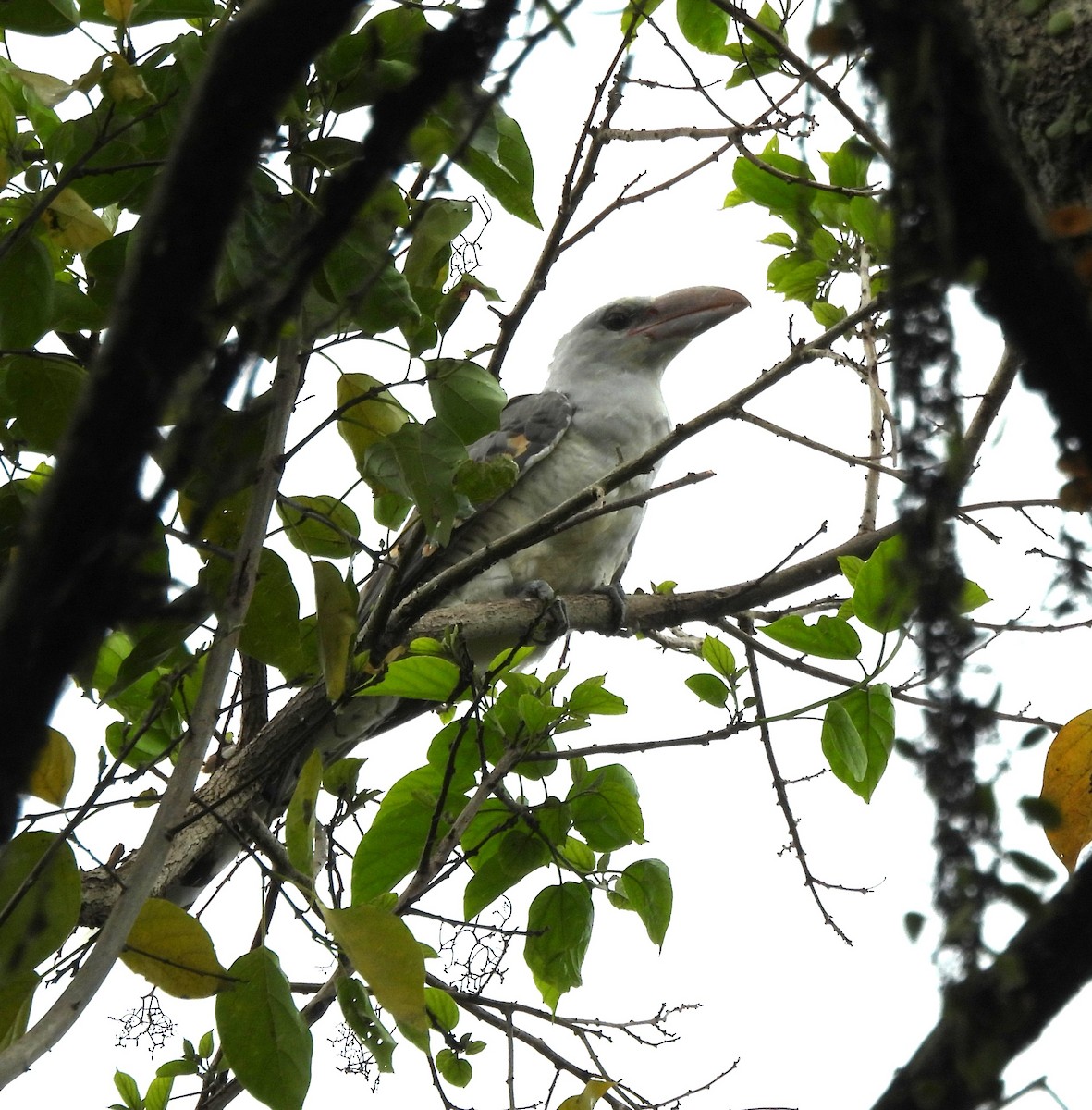 Channel-billed Cuckoo - ML640856036