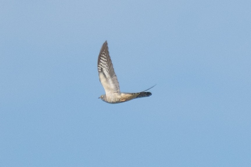 Himalayan/Oriental Cuckoo - ML640856040