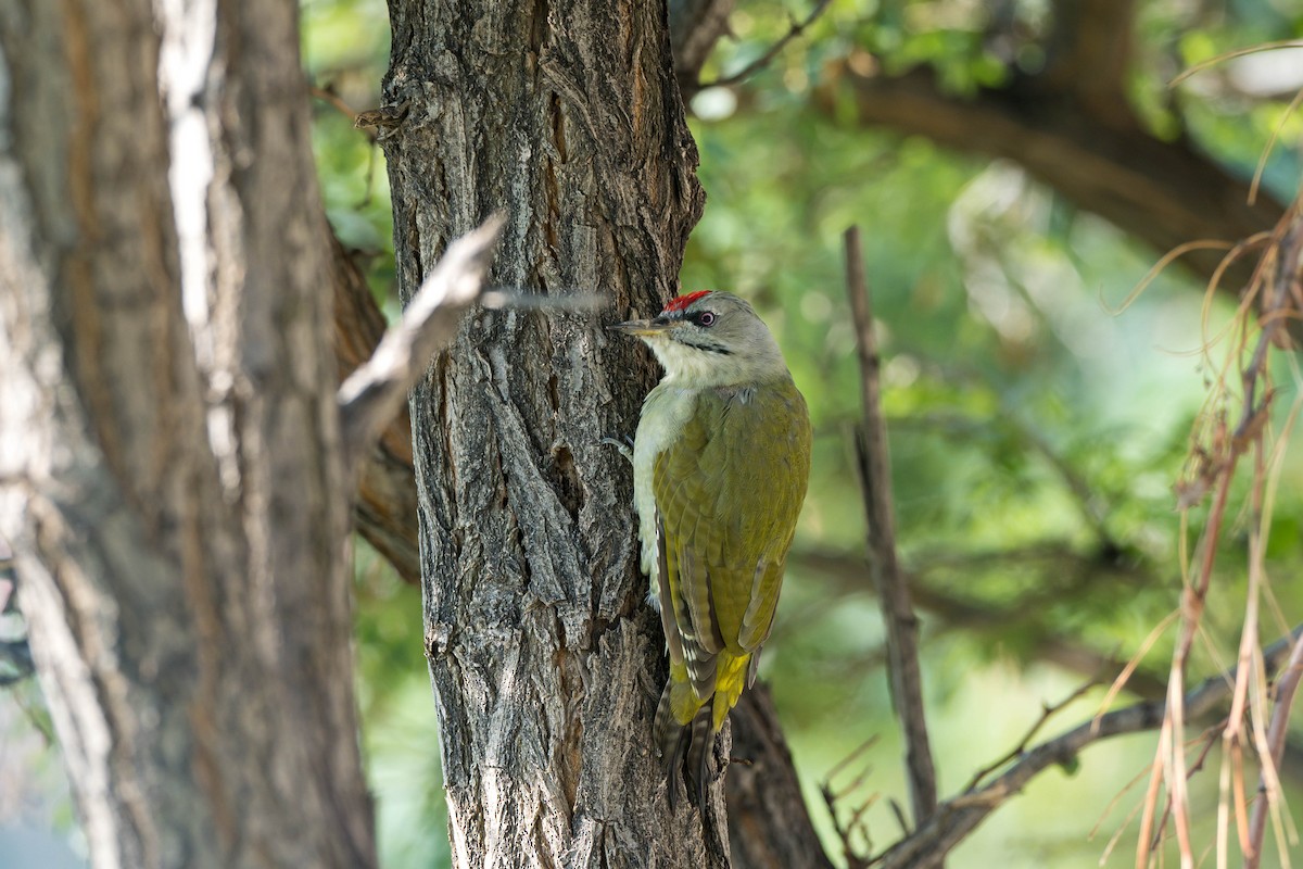 Gray-headed Woodpecker (Black-naped) - ML640856074