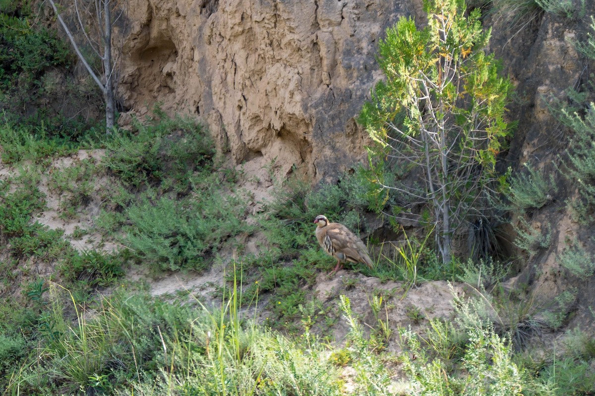 Przevalski's Partridge - ML640856075