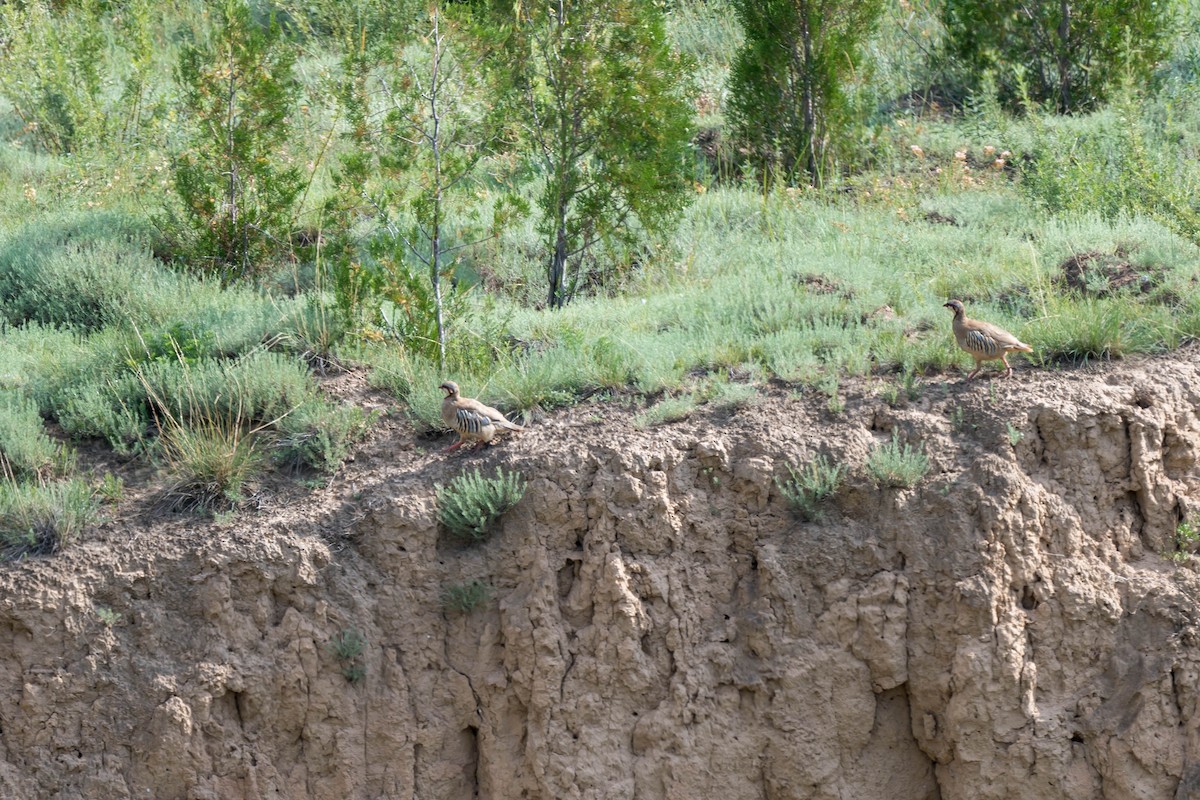 Przevalski's Partridge - ML640856076
