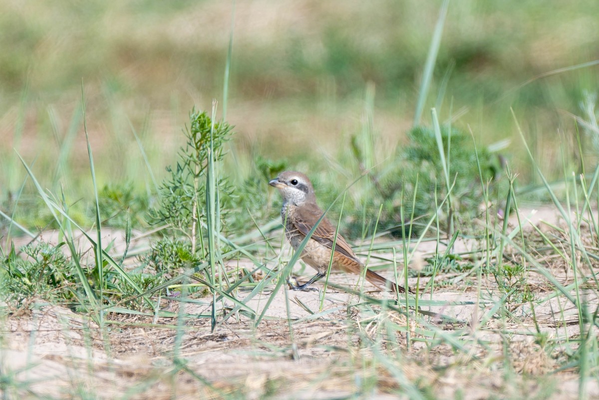 Brown Shrike (Brown) - ML640856079