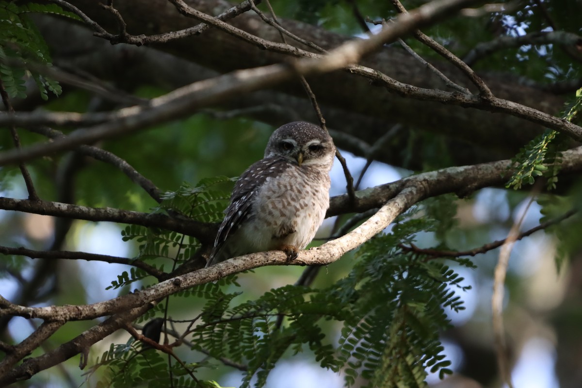 Spotted Owlet - ML640856080