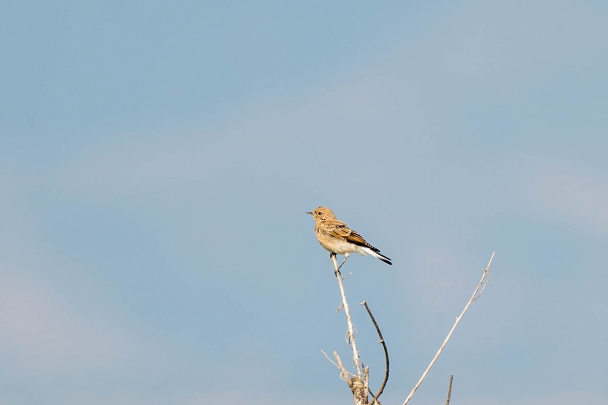 Pied Wheatear - ML640856081