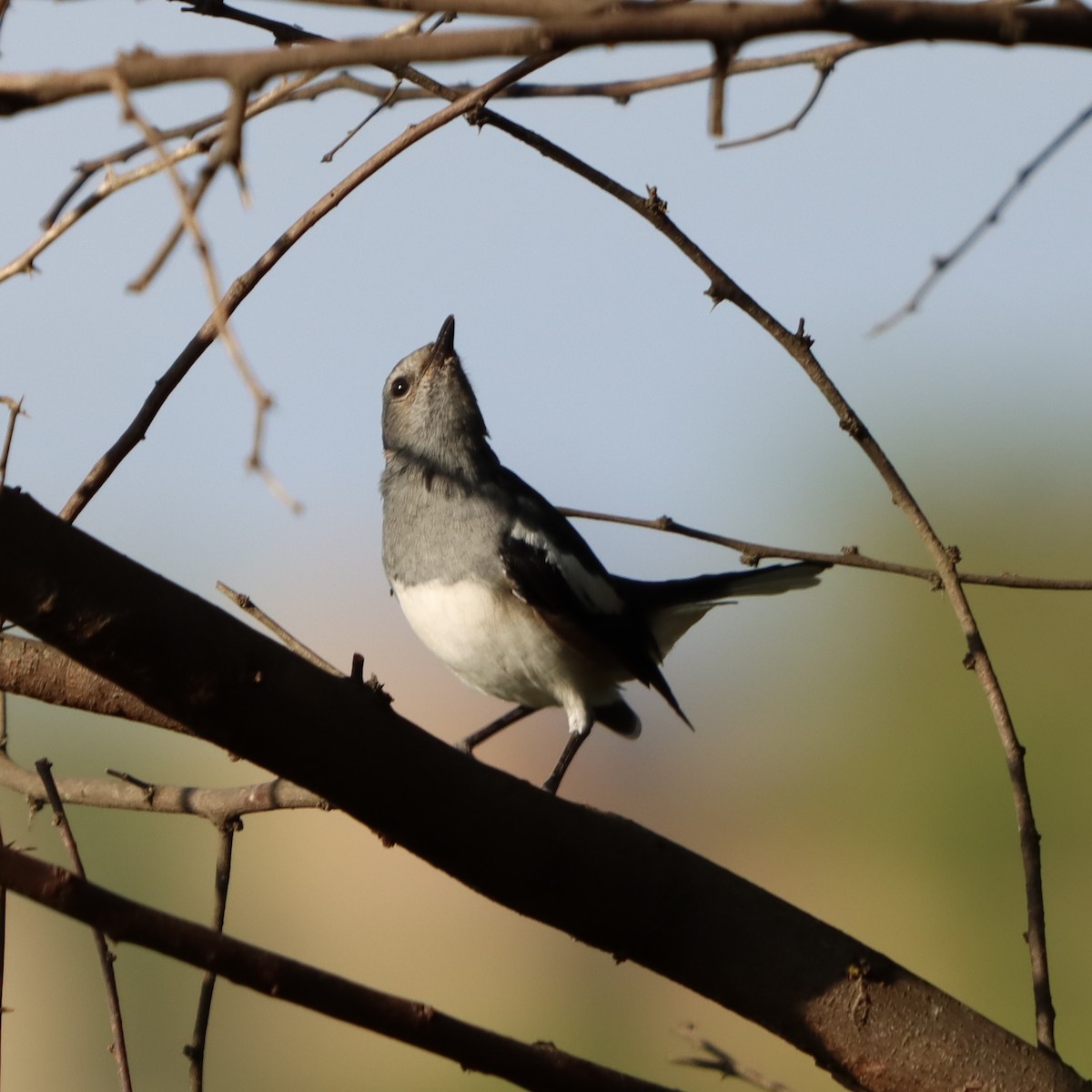 Oriental Magpie-Robin - ML640856100