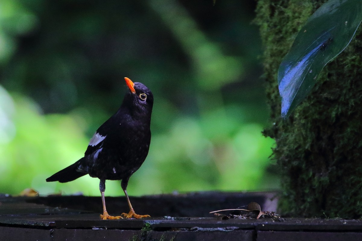 Gray-winged Blackbird - ML640856103