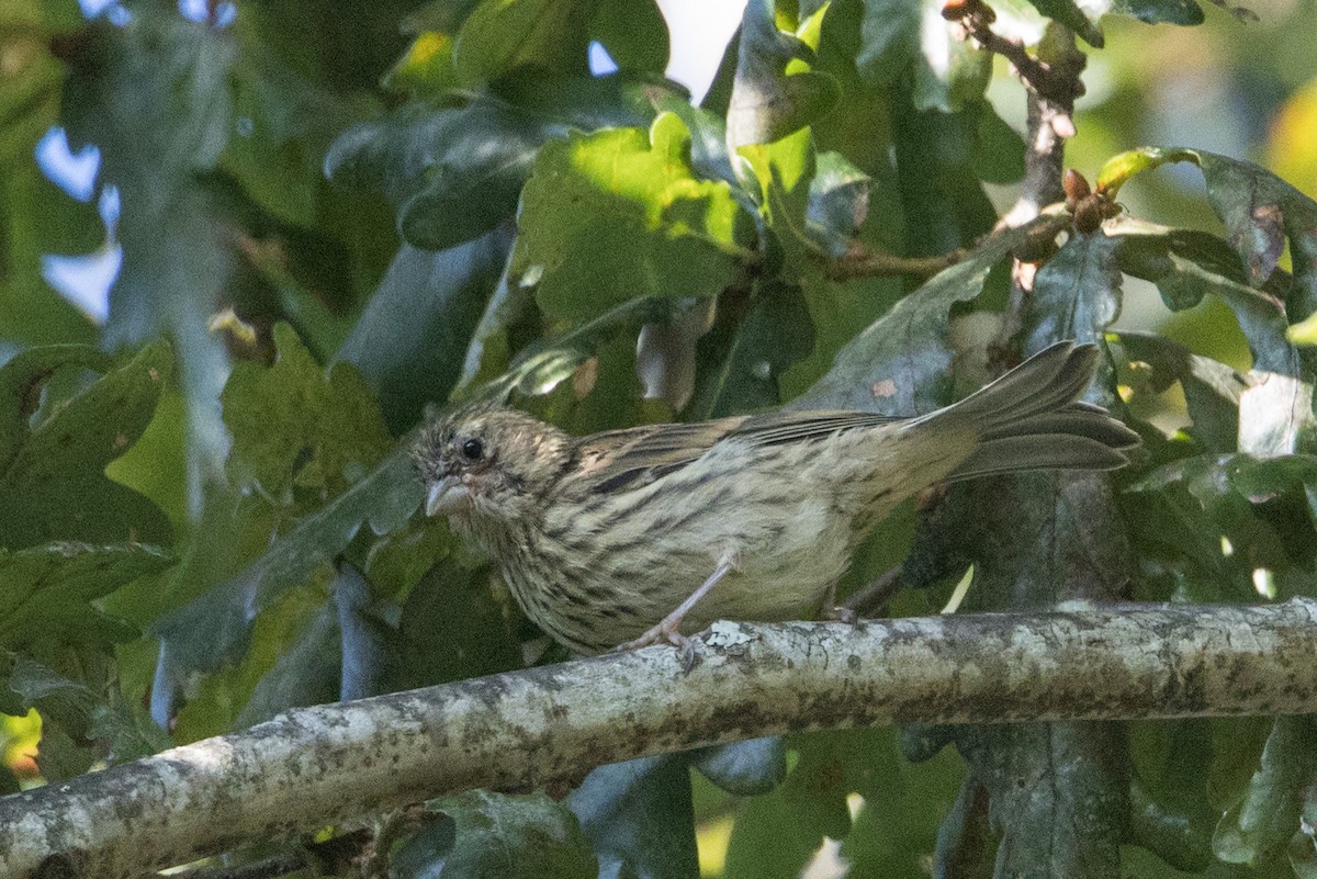 Cirl Bunting - ML640856114