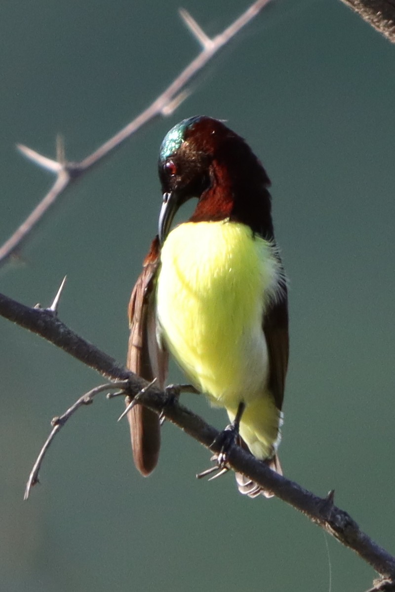 Purple-rumped Sunbird - ML640856119