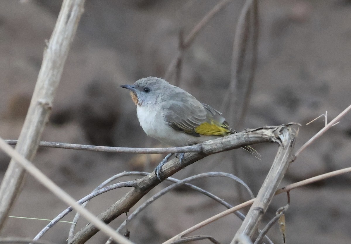 Rufous-throated Honeyeater - ML640856125