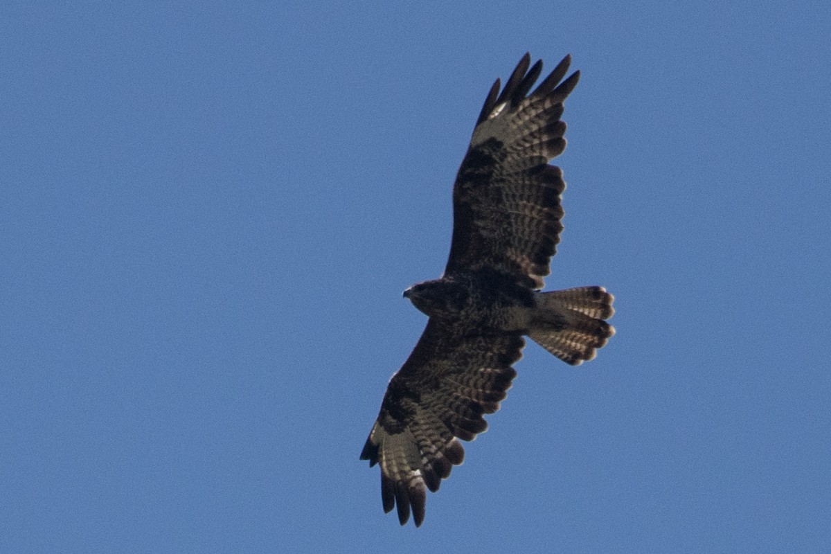 Common Buzzard (Western) - ML640856165