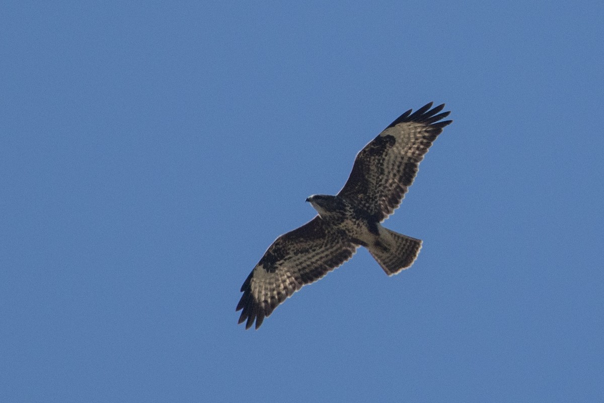 Common Buzzard (Western) - ML640856166