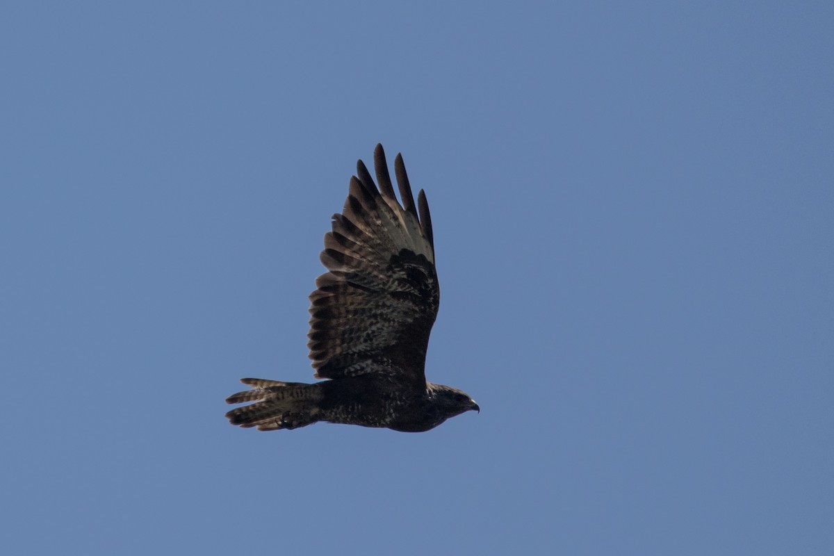 Common Buzzard (Western) - ML640856167