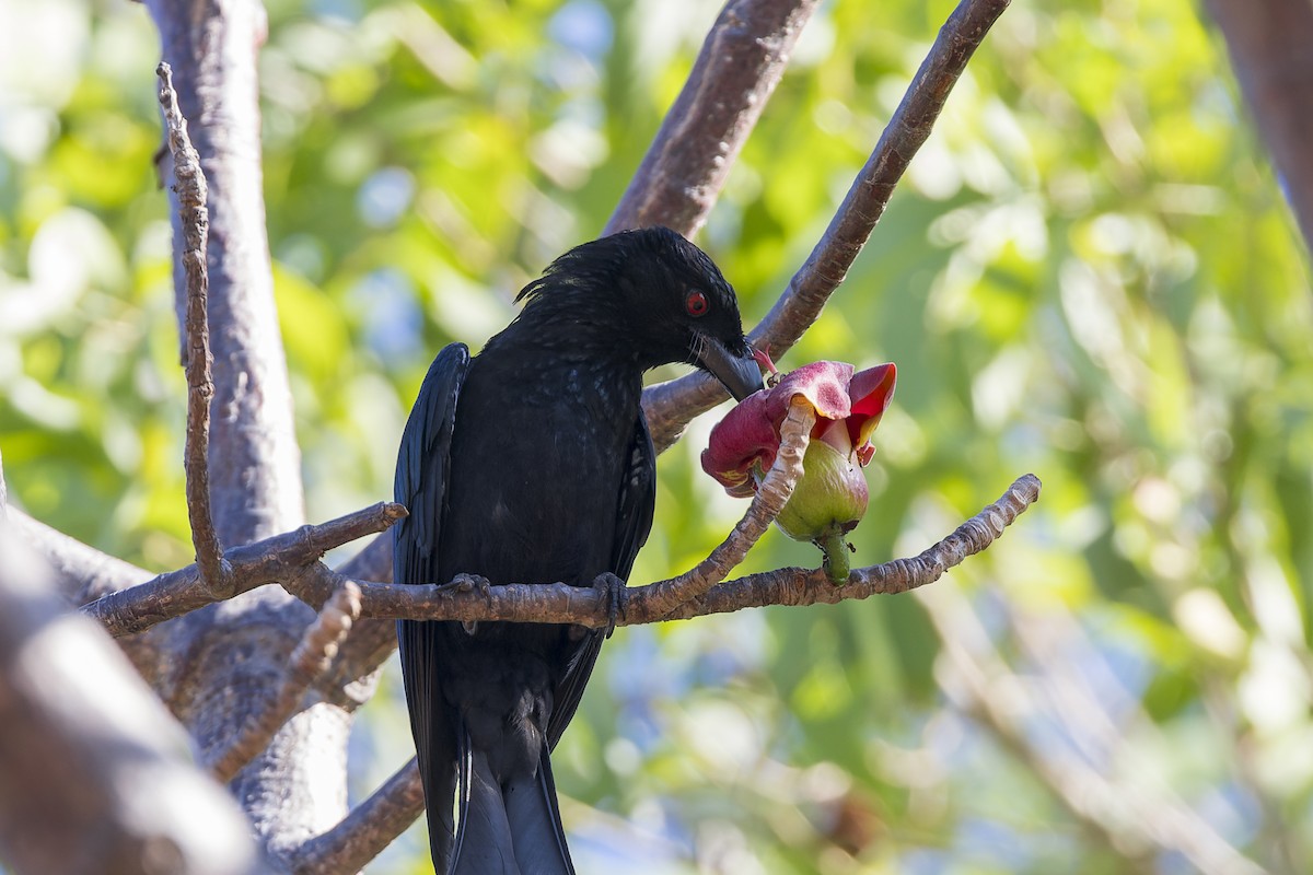 brokadedrongo - ML640856170