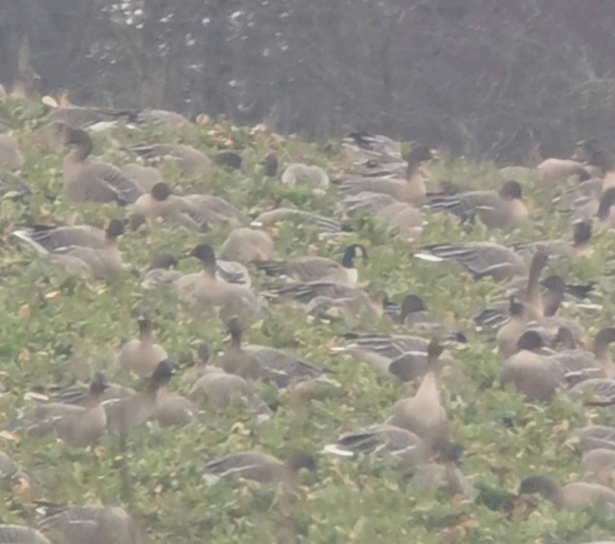 Cackling Goose (Richardson's) - ML640856186