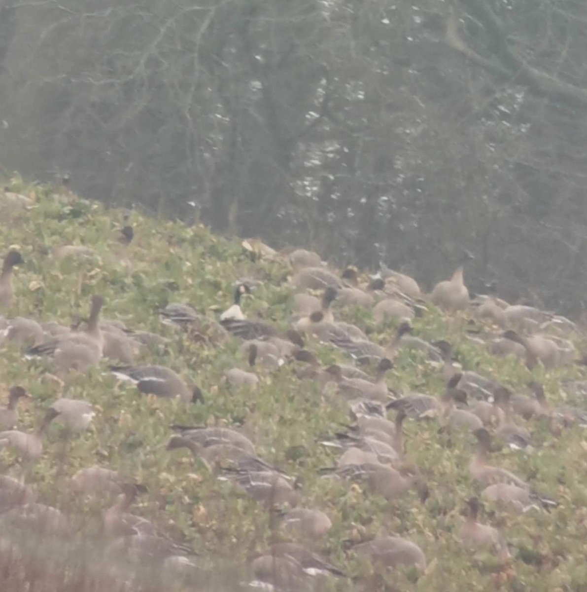 Cackling Goose (Richardson's) - ML640856187