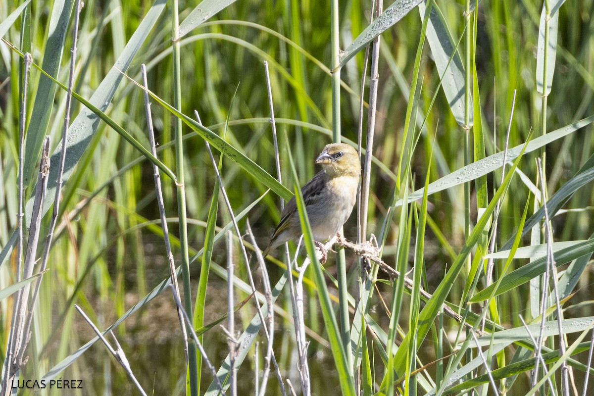 Black-headed Weaver - ML640856198