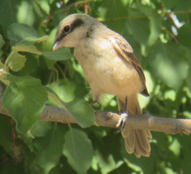 Red-tailed Shrike - ML640856206