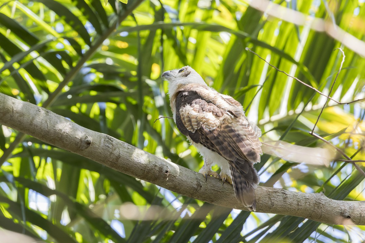 Rufous Owl - ML640856207