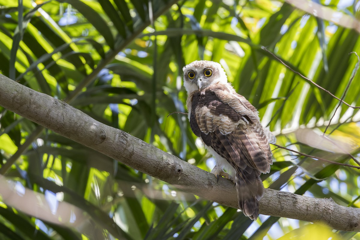 Rufous Owl - ML640856208