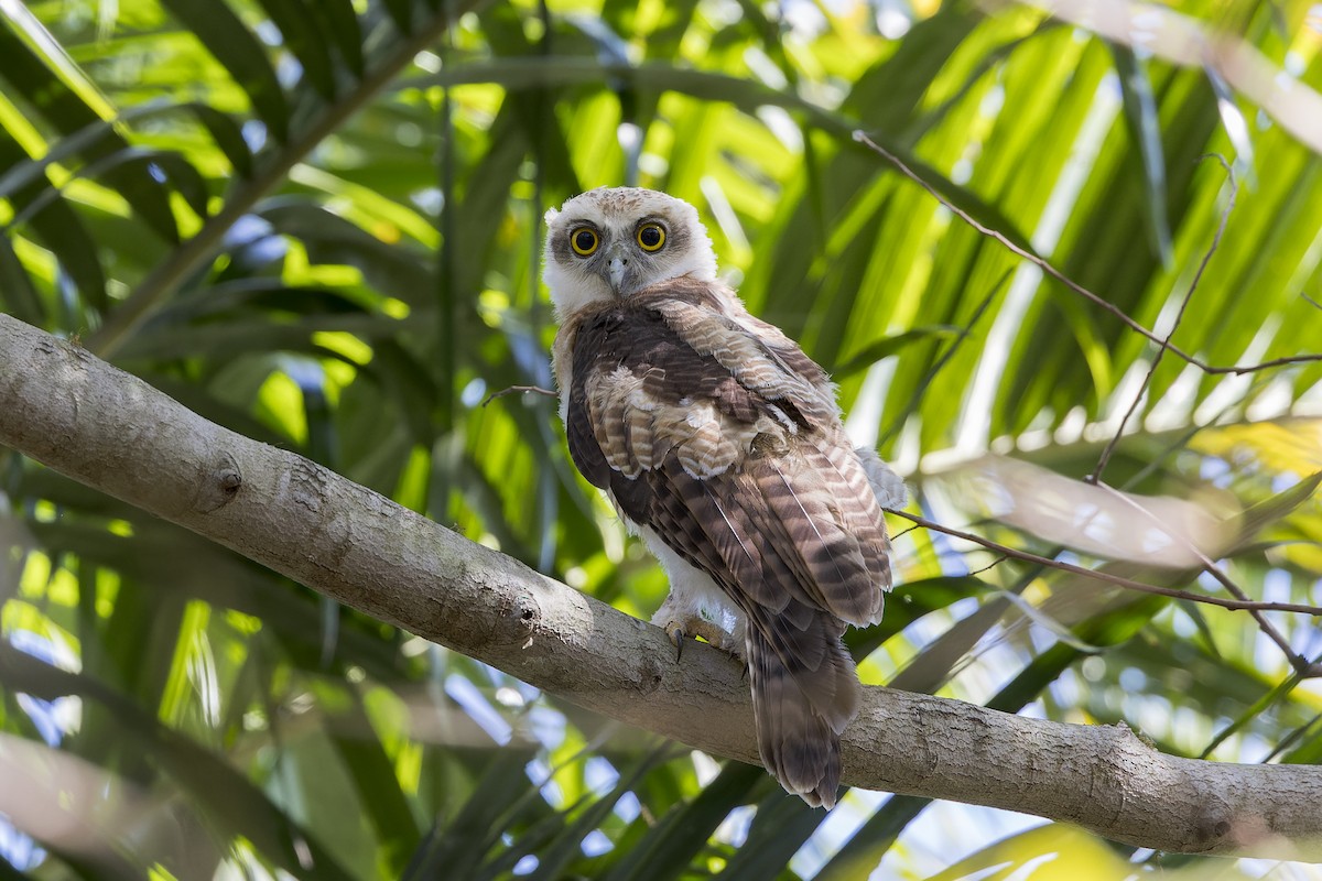 Rufous Owl - ML640856209