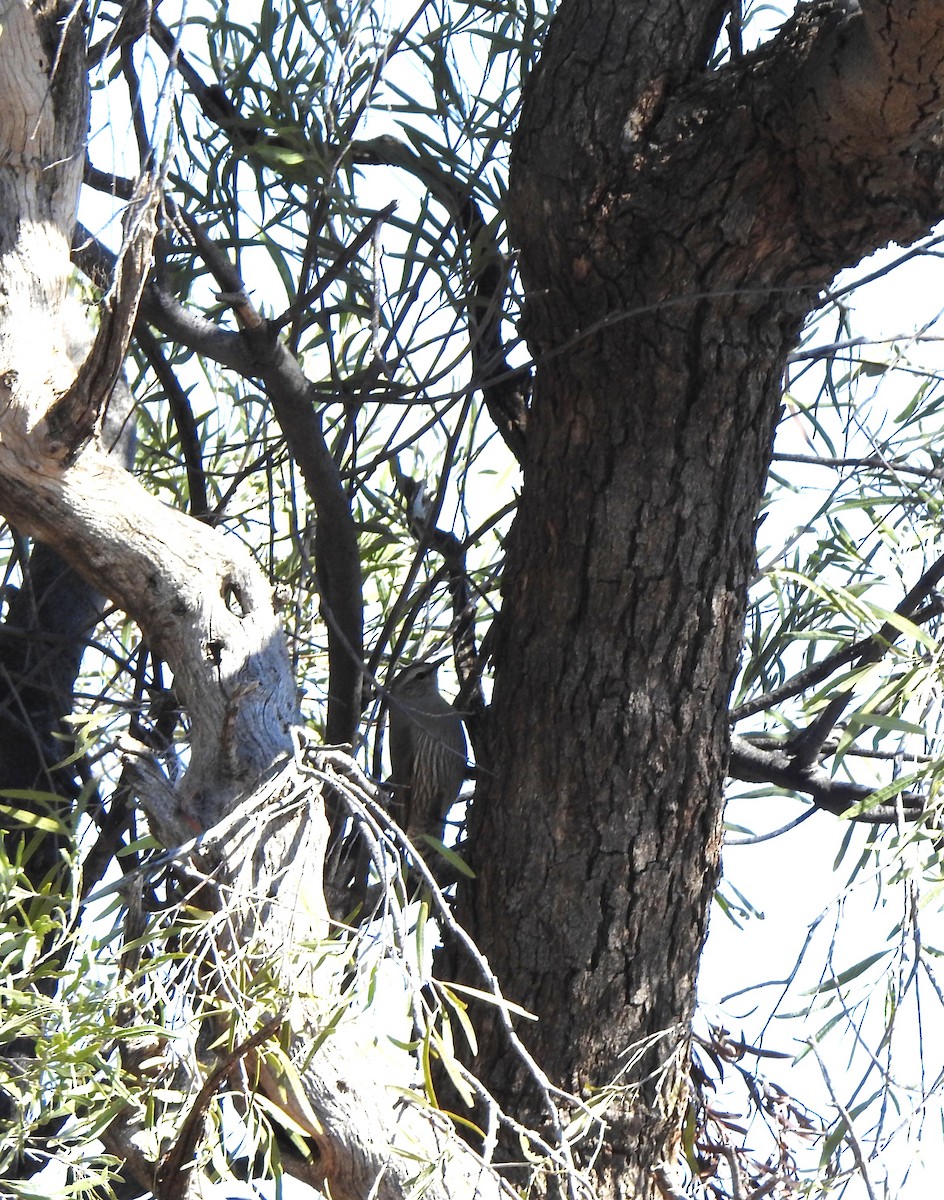 White-browed Treecreeper - ML640856220