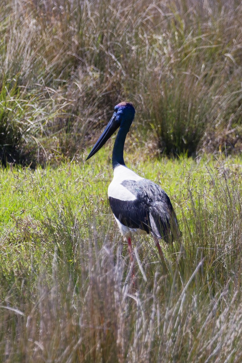Black-necked Stork - ML640856236