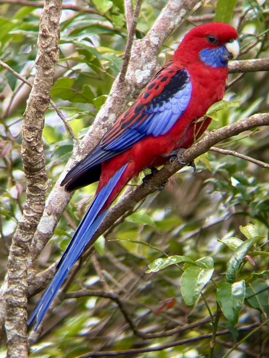 Crimson Rosella - ML640856253