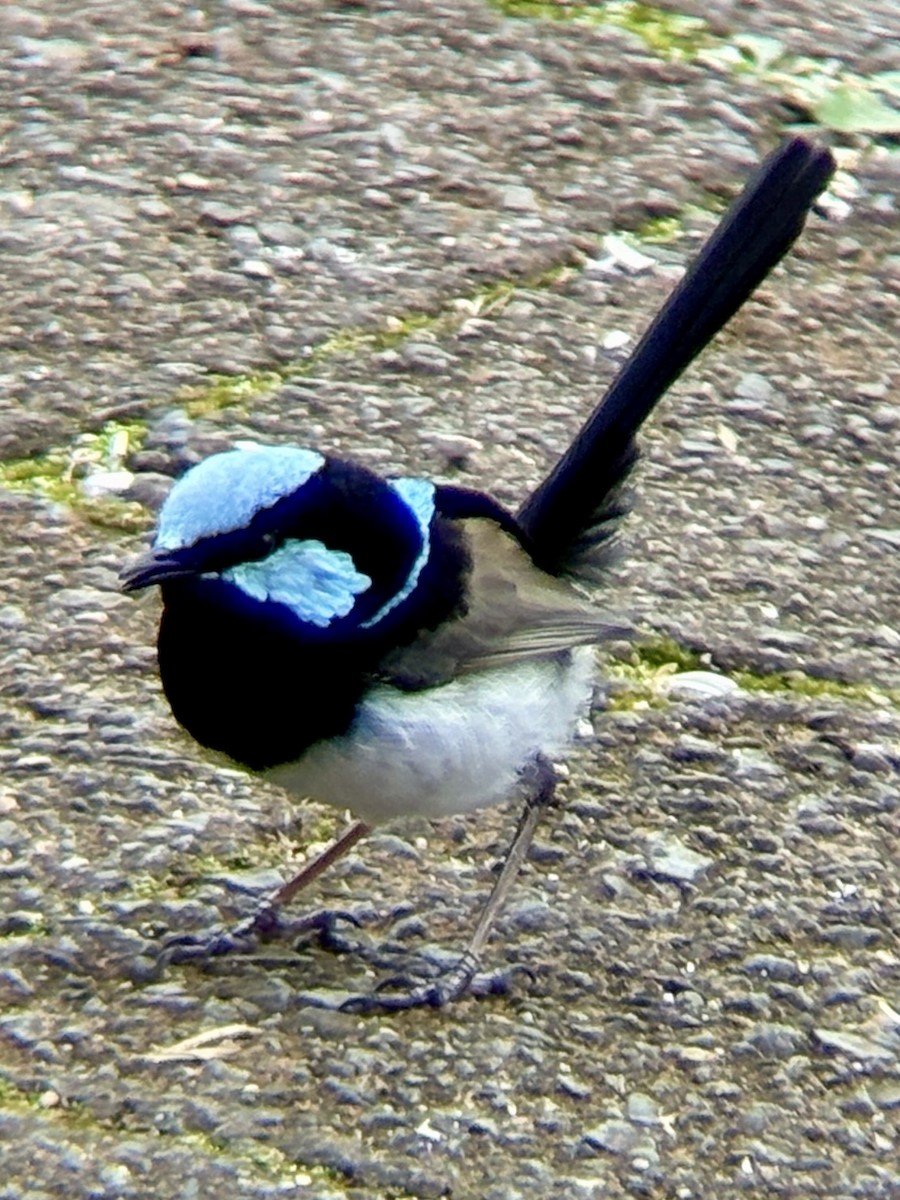 Superb Fairywren - ML640856270