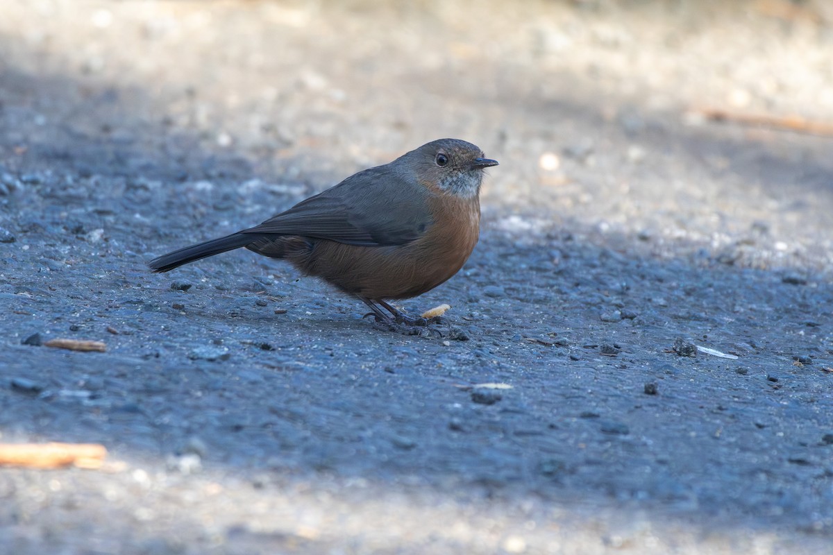 Rockwarbler - ML640856271