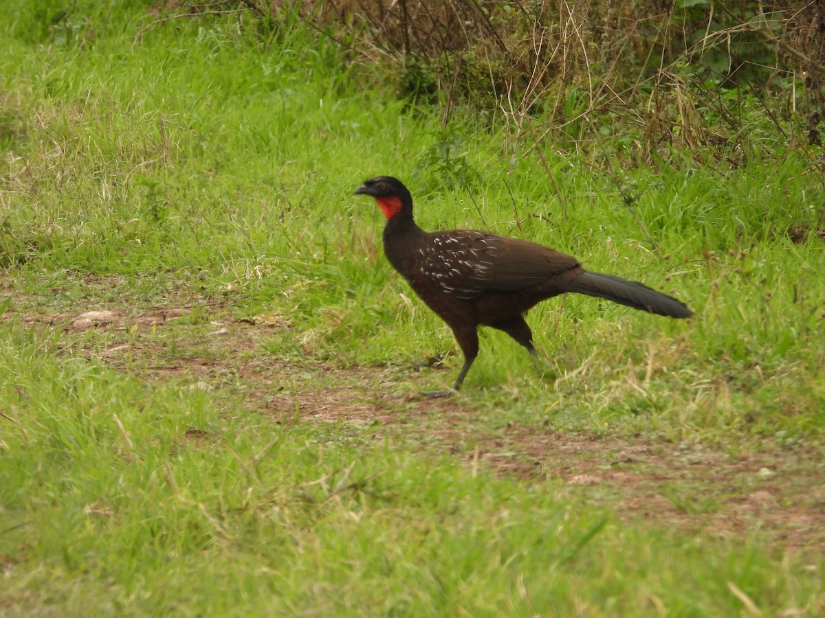 Pénélope des yungas - ML640856287