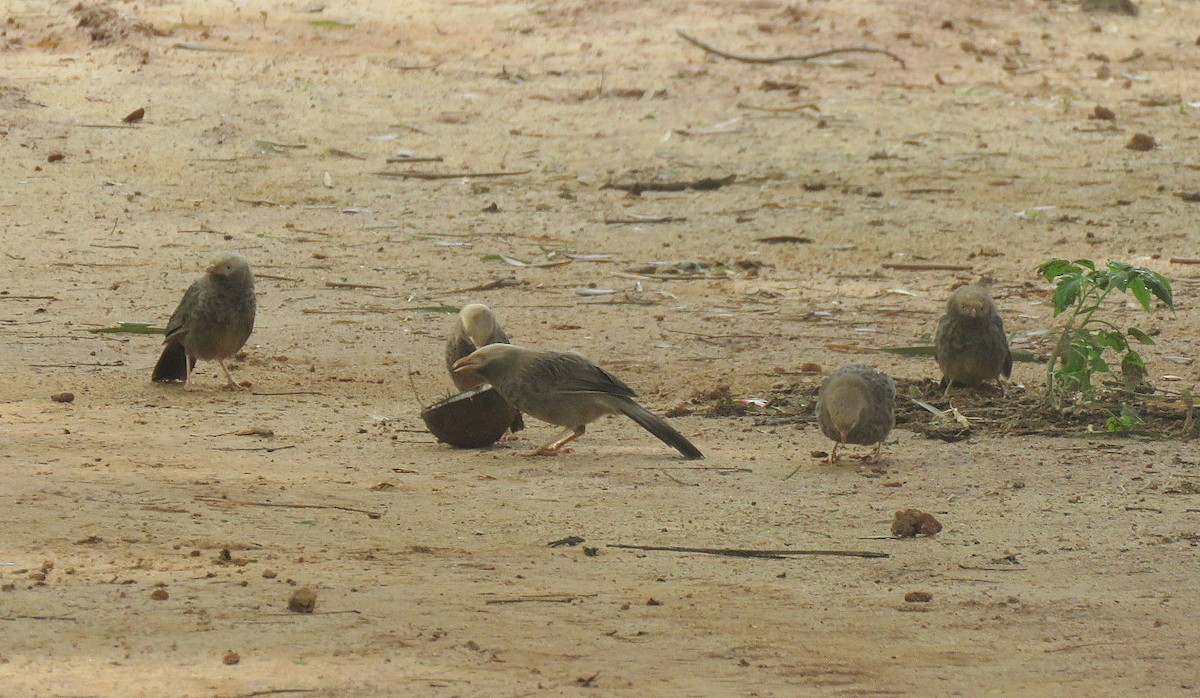 Yellow-billed Babbler - ML640856319