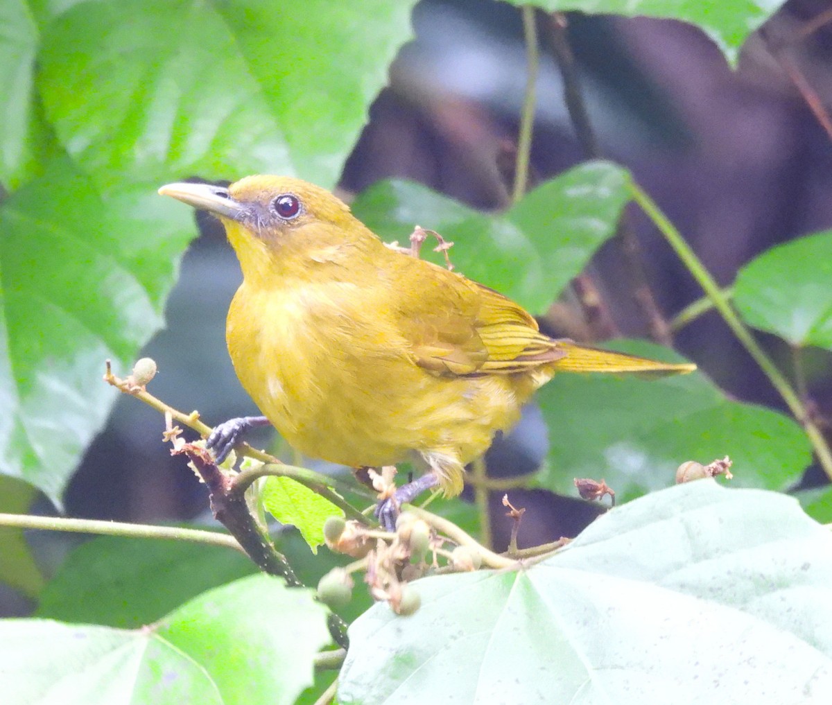 Bulbul d'Halmahera - ML640856321