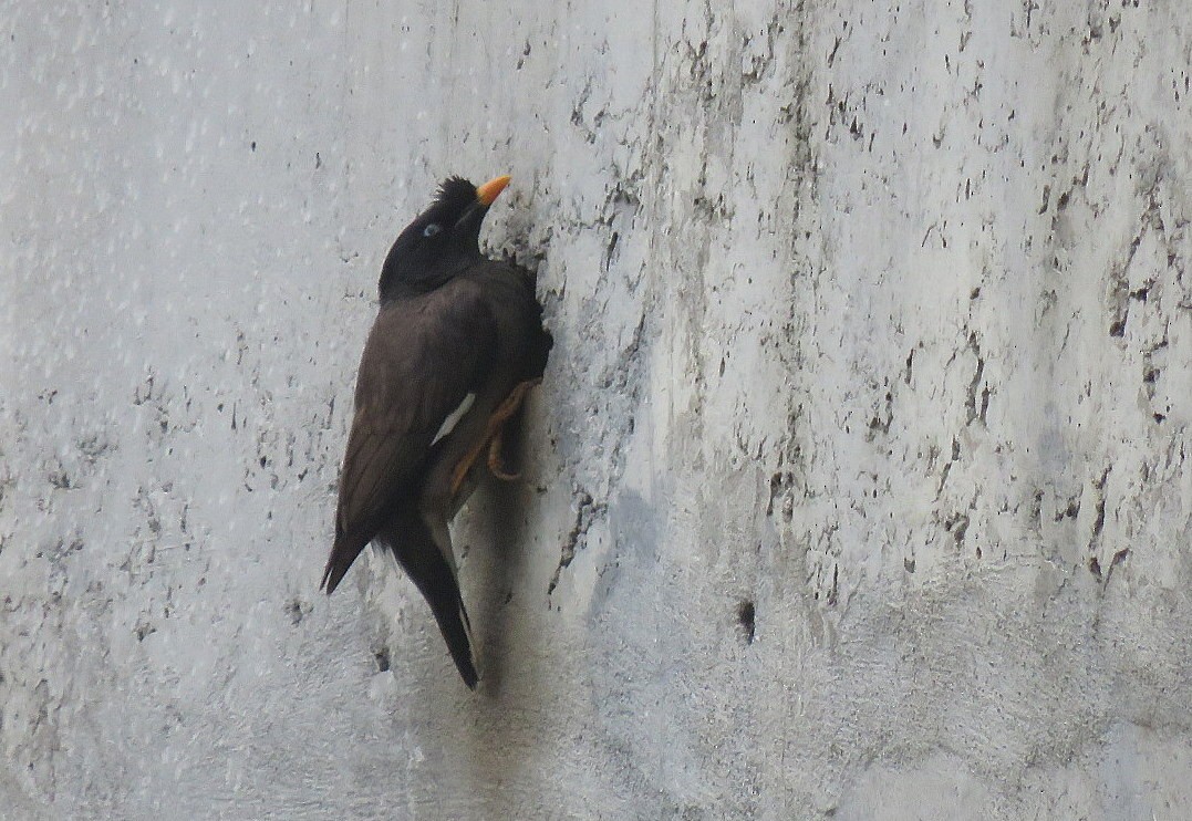 Jungle Myna - ML640856323
