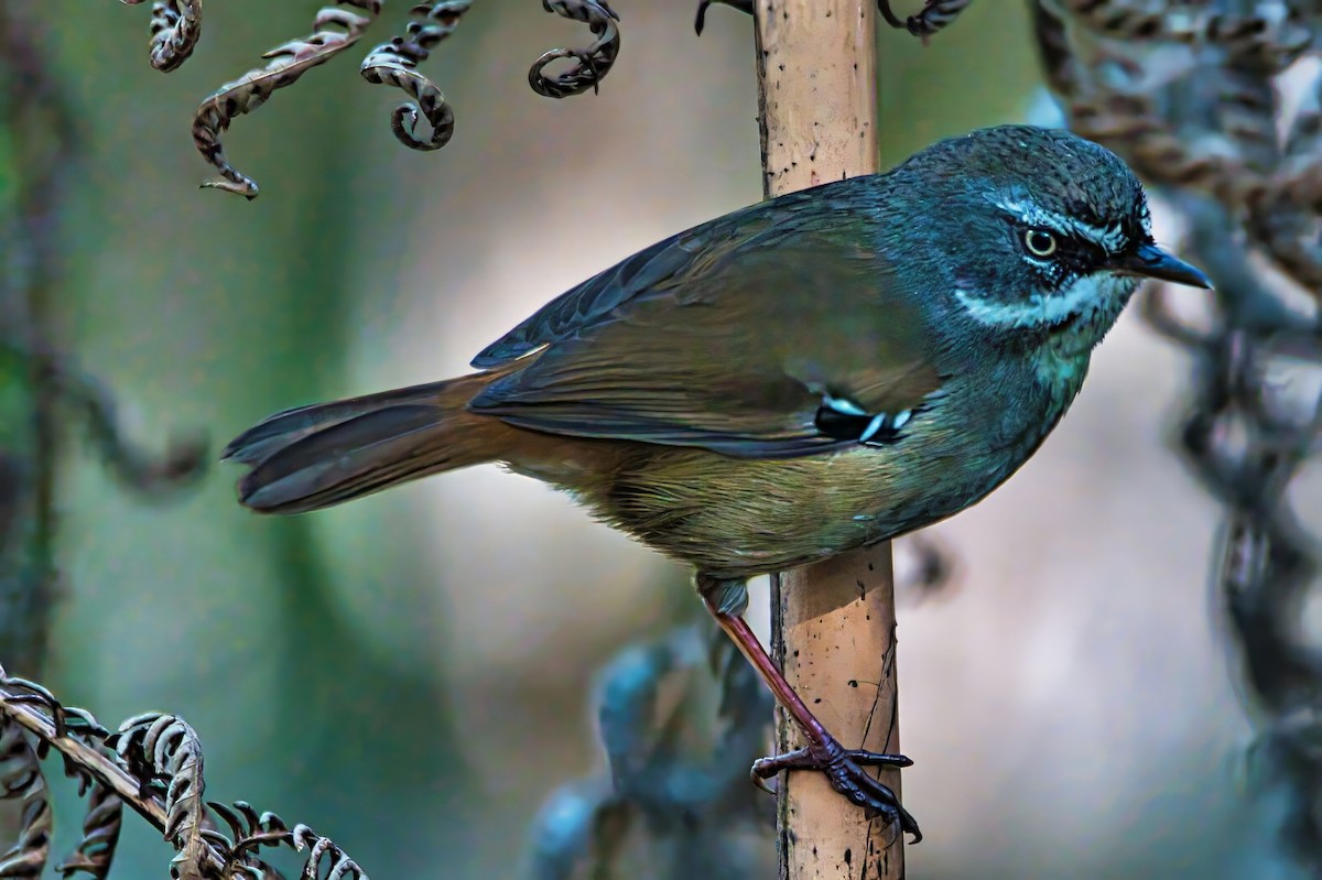 White-browed Scrubwren (White-browed) - ML640856360