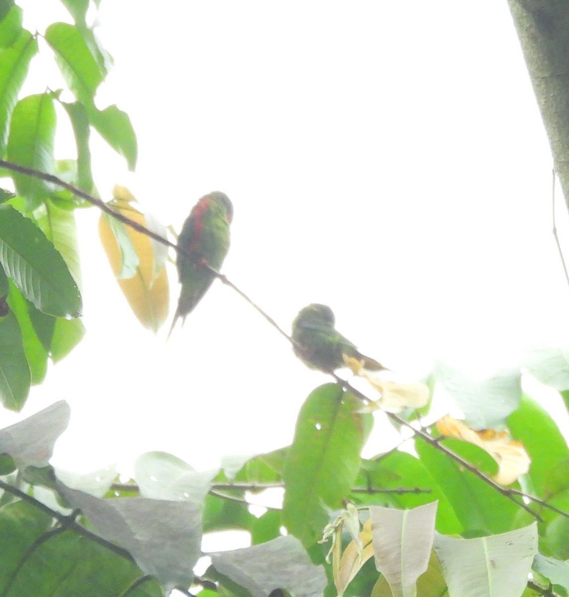 Red-flanked Lorikeet - ML640856372