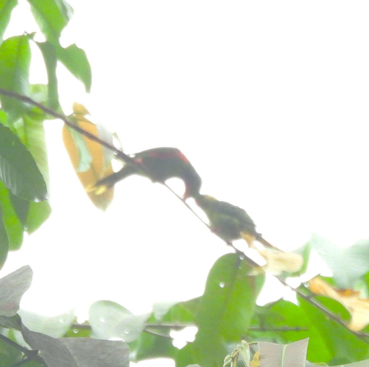 Red-flanked Lorikeet - ML640856373