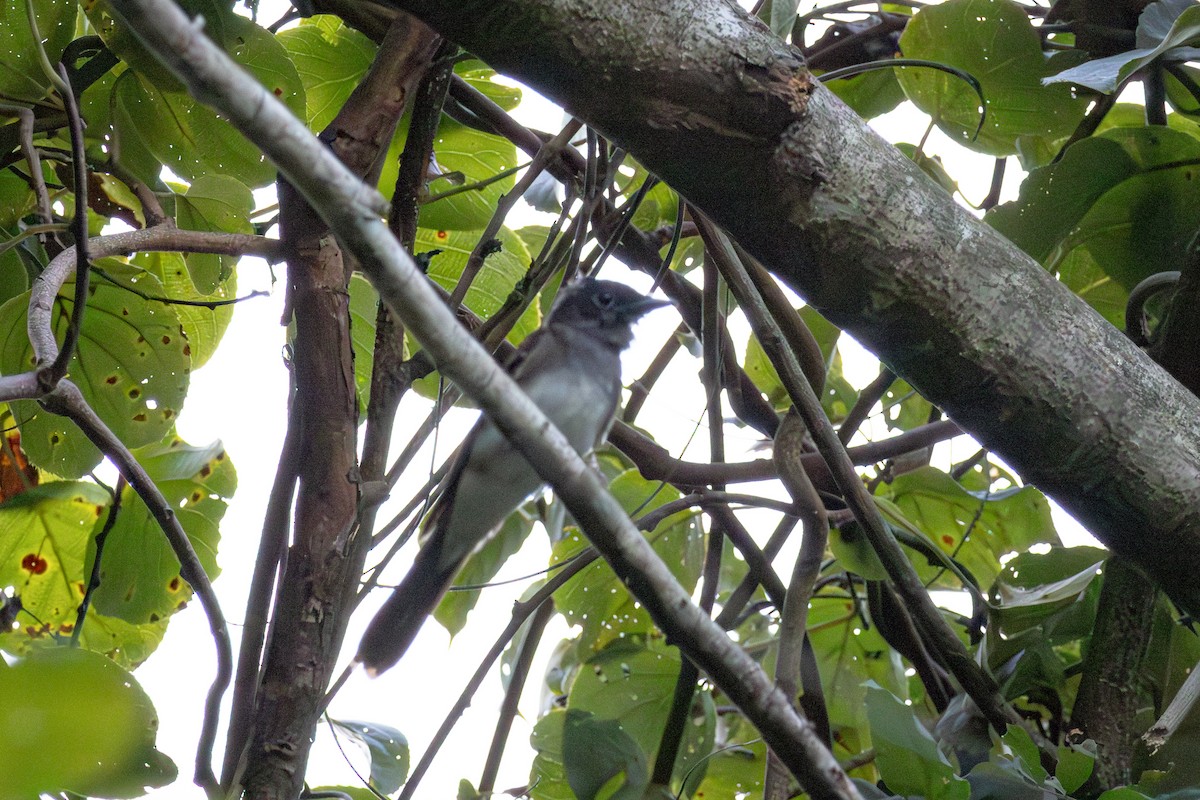 Black Paradise-Flycatcher - ML640856404