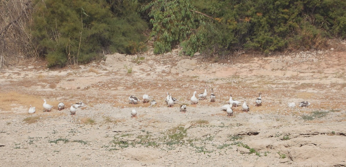 Ánsar Común (variedad doméstica) - ML640856415