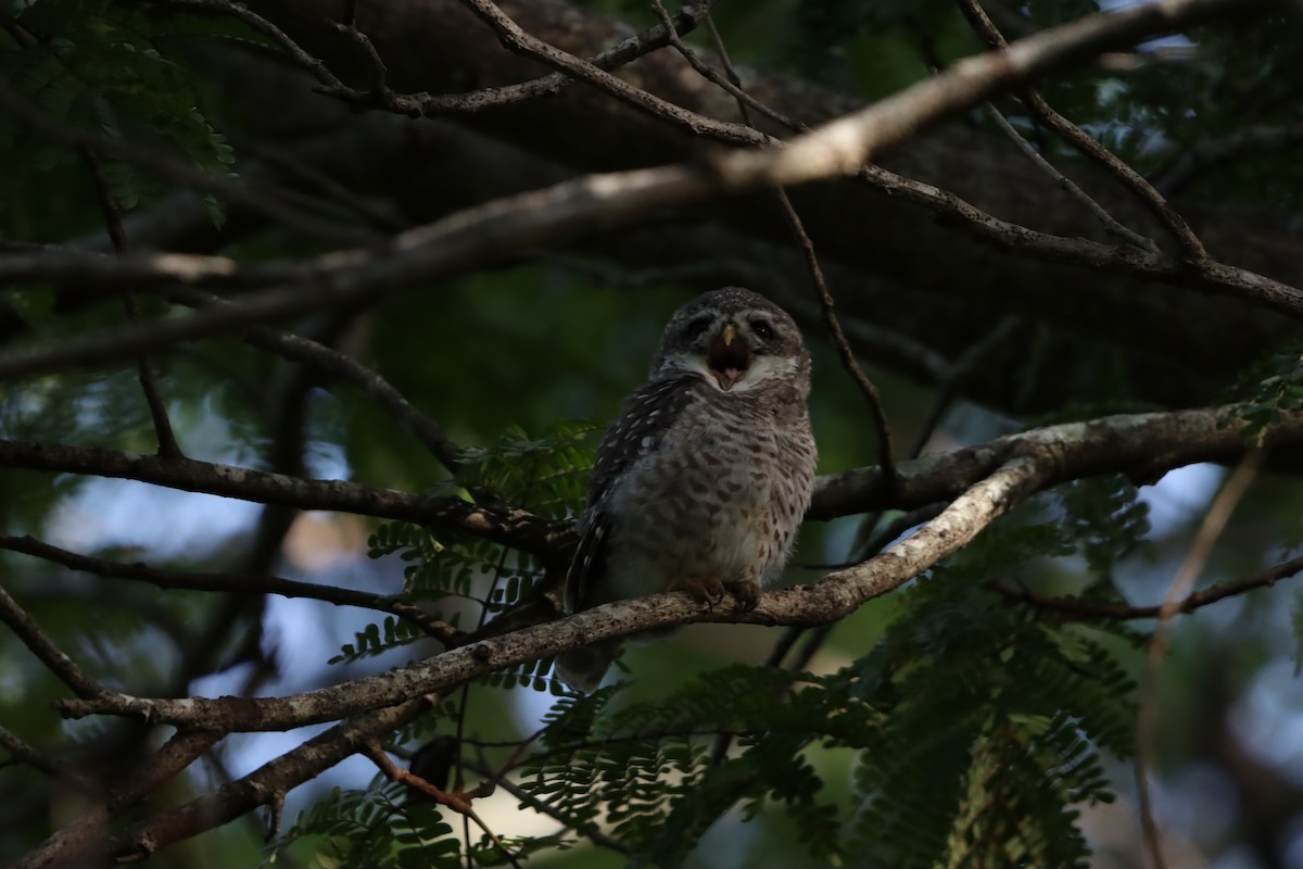 Spotted Owlet - ML640856416