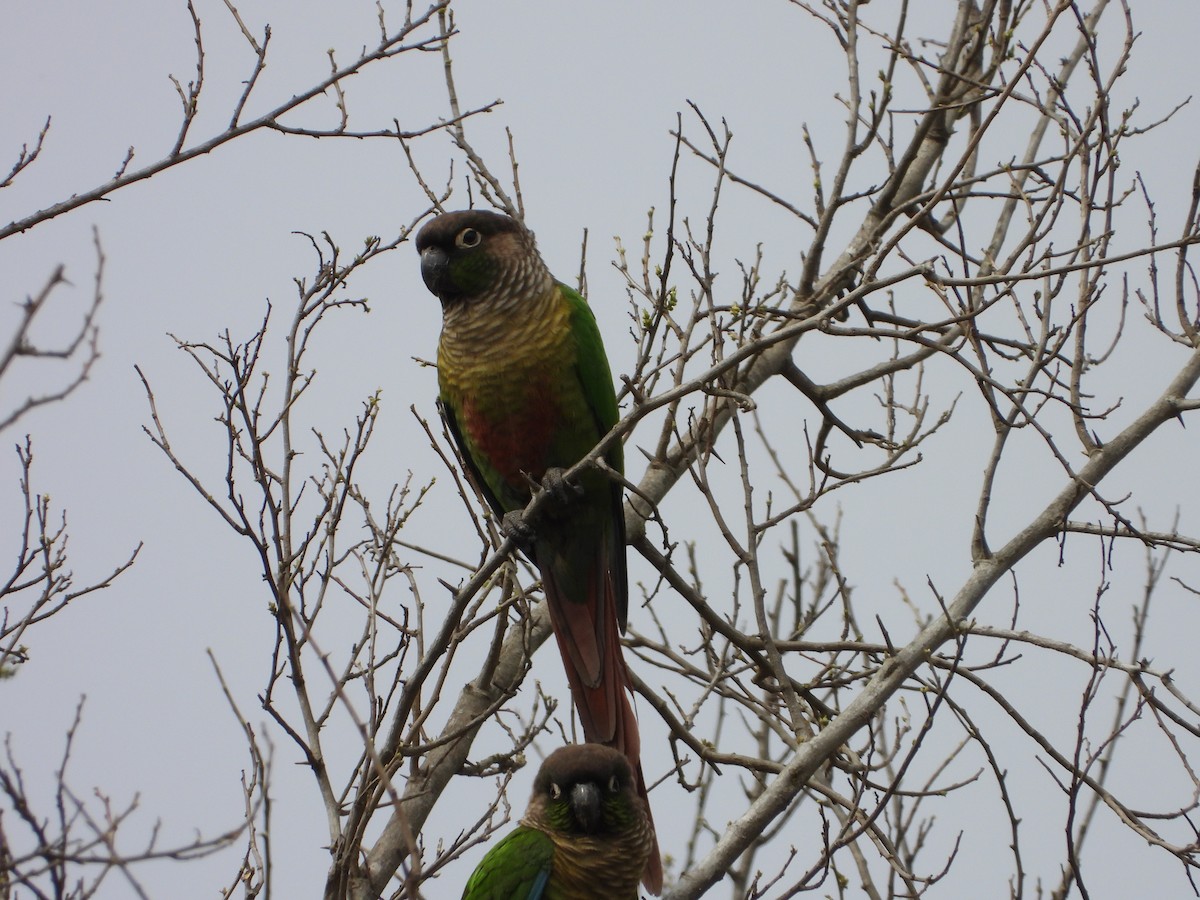 Green-cheeked Parakeet - ML640856445