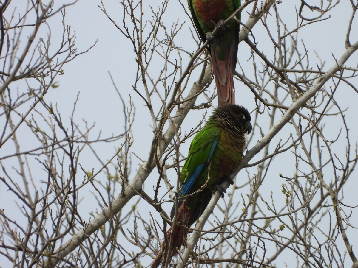 Green-cheeked Parakeet - ML640856446