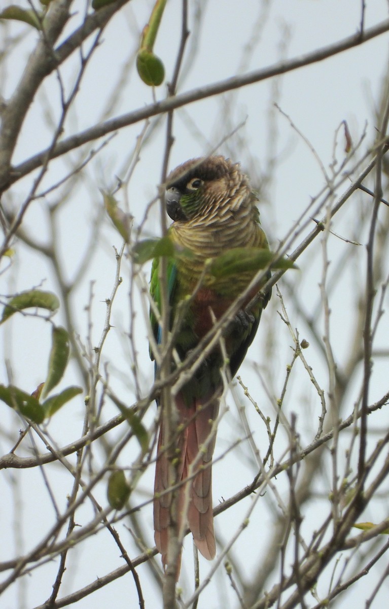 Green-cheeked Parakeet - ML640856447