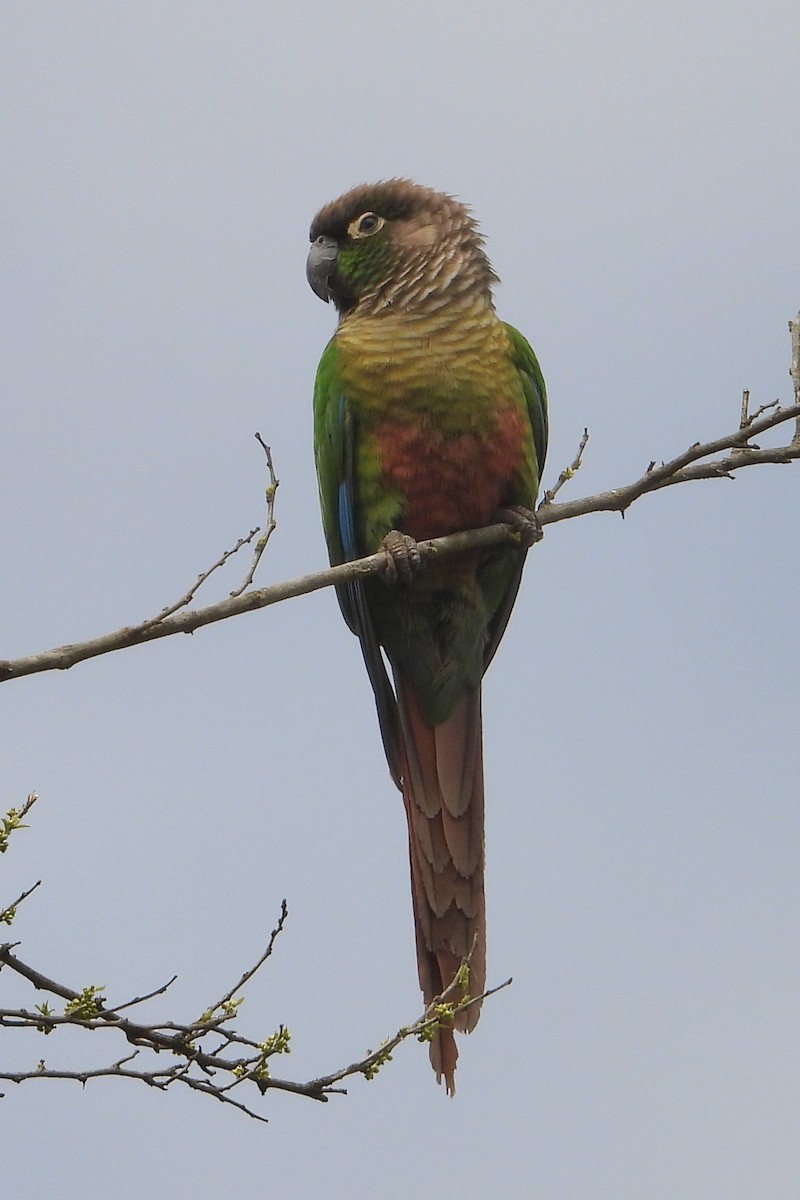 Green-cheeked Parakeet - ML640856448