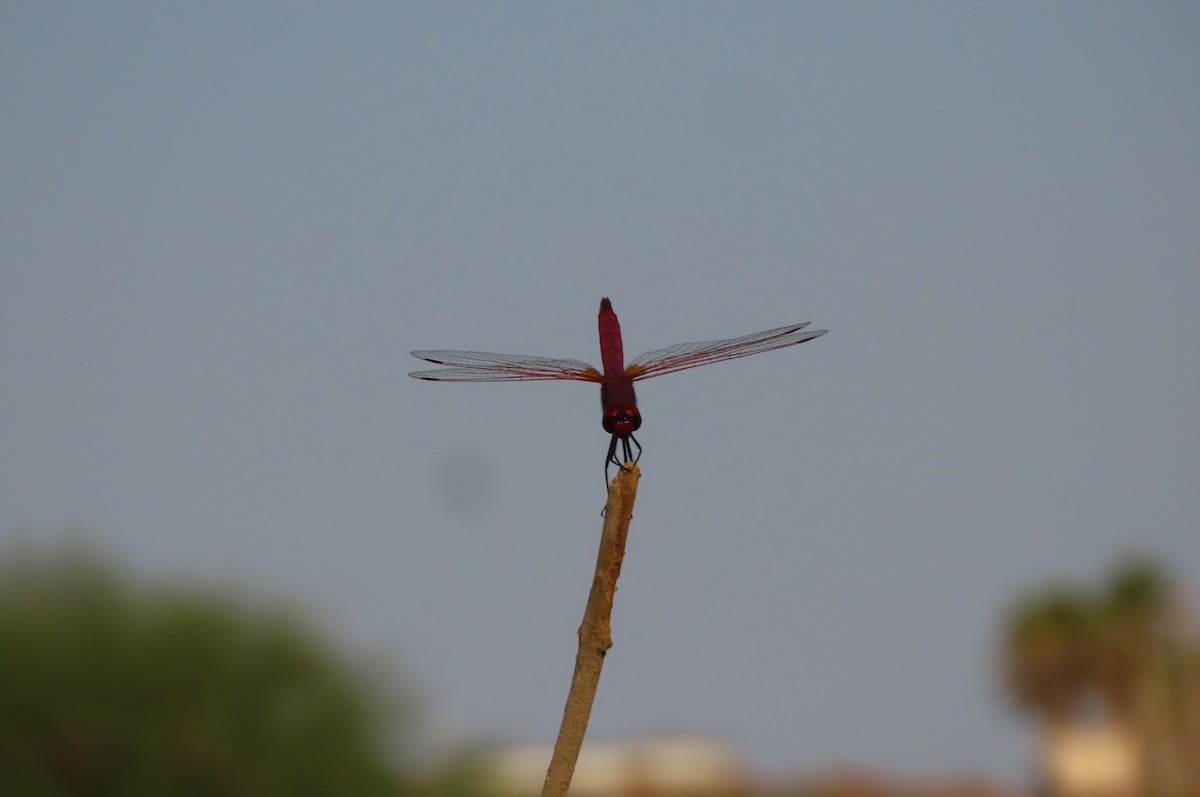 Violet Dropwing - ML640856478