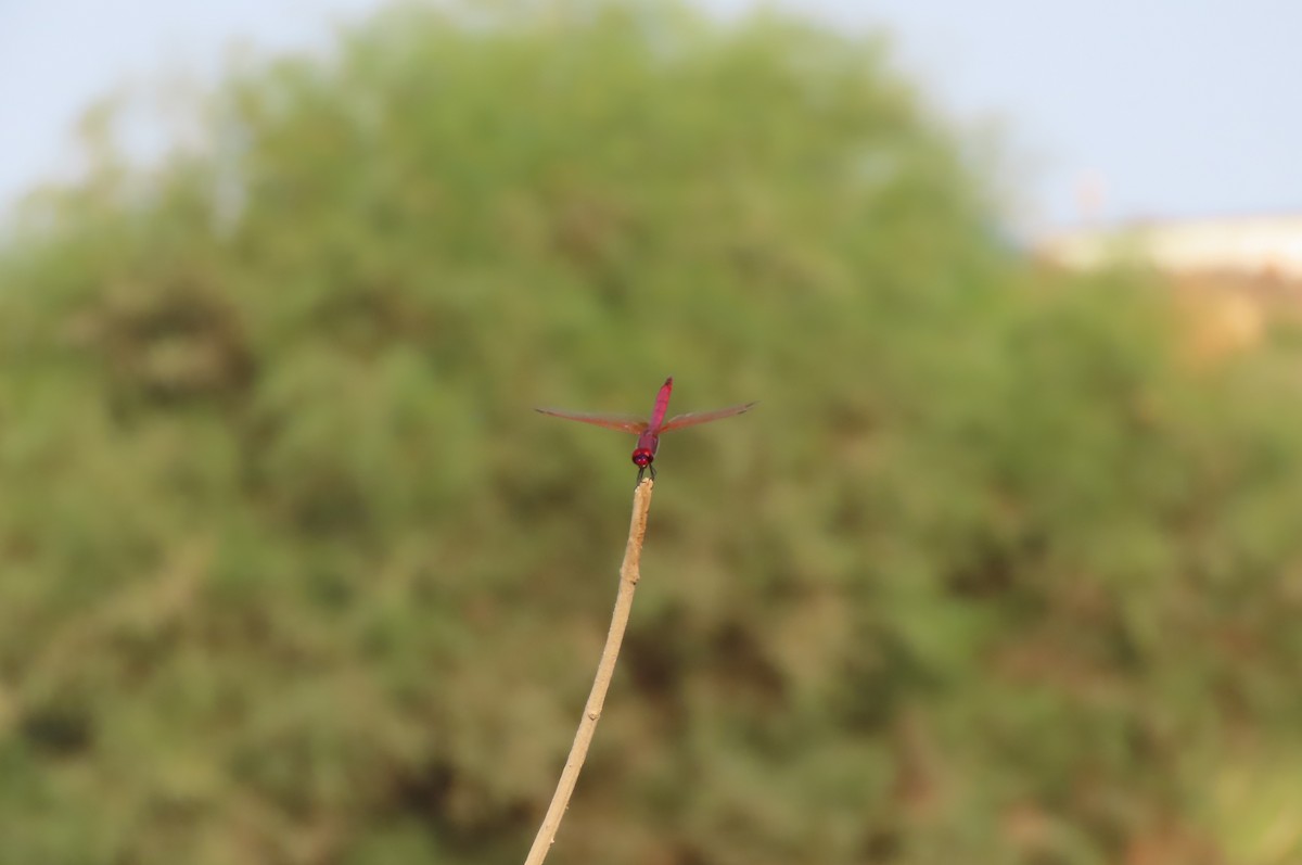 Violet Dropwing - ML640856479